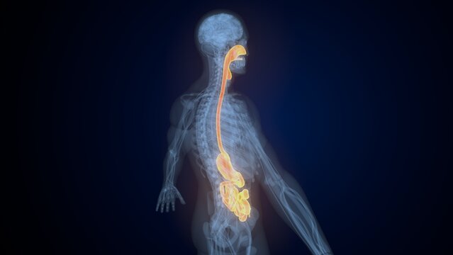 Male digestive system. 3d illustrations