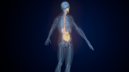 Obraz premium Male digestive system. 3d illustrations