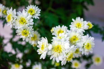 A close-up shot of delicate clusters of tiny white and yellow chrysanthemum flowers set against a gentle green background at Rikugien Garden in Tokyo. 