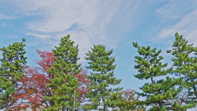 A row of green pine trees contrasting with red autumn leaves under a dynamic blue sky with wispy clouds.