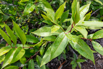 Obraz premium Syzygium cumini,Malabar plum, Java plum, black plum, jamun, jaman. flowering plant family Myrtaceae. Mauʻumae Ridge Trail (Puʻu Lanipō), Honolulu, Oahu, Hawaii. Koʻolau Range(windward shield volcano)