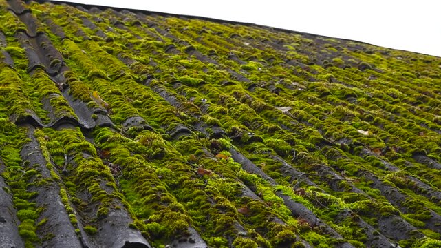 Bottom up detailed view of old vintage eternit farm house roof with green damp and fluffy moss covering it during a cloudy day with white sky visible in the background. Toxic material.