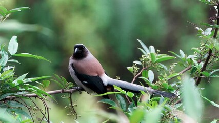 Gray Treepie perched on a tree branch in its natural habitat, showcasing its sleek grey plumage, long tail, and alert posture. A beautiful Asian songbird often found in forests and woodland edges.