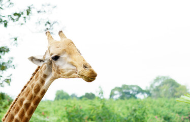 Close-up portrait of a giraffe head and neck, with its distinctive spotted pattern visible. The background features a blurred lush green landscape and bright sky, creating a natural setting.