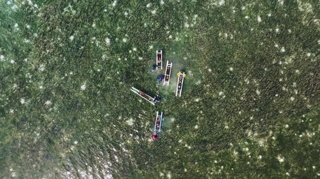 Aerial View Of Fishermen Catching Squid in Seagrass Beds Canabugan island, Balabac, Philippines
raditional method where divers swim and wade over dense seagrass beds, using small, makeshift floating