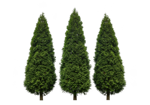 Three green coniferous trees isolated on transparent background