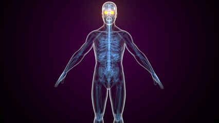 Yellow colour male eyes anatomy. 3d render