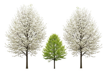 Fototapeta premium Three trees, two in full white blossom and one vibrant green, isolated on transparent background