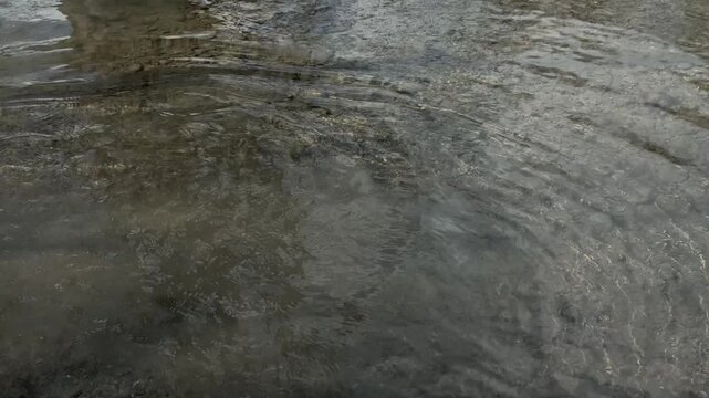 Dog breed Labradoodle white cream fur coat outdoor pet in shallow water