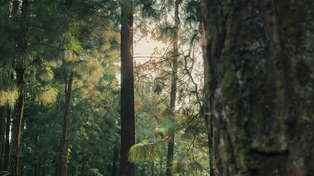 A peaceful and vibrant forest scene illuminated by the soft morning sunlight shining through the tall green trees. Best footage for themes of nature, outdoors, and environmental clips.