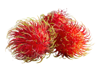 Three bright red, spiky tropical fruits with green hair-like strands