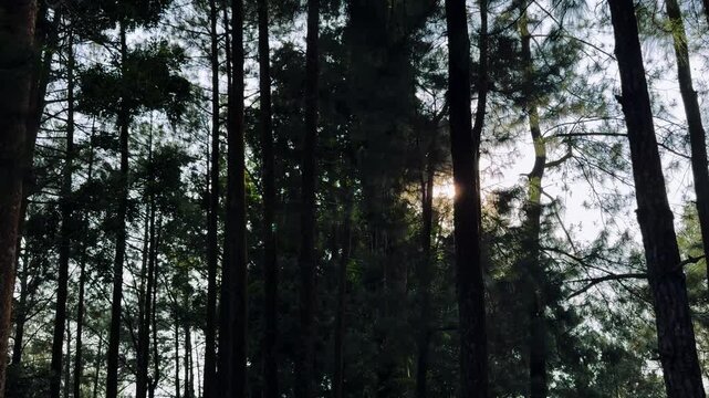 Warm sunlight penetrates through the gaps between the tall pine trees, creating a serene and mystical forest scene. Excellent footage for themes of nature, outdoors, and environmental clips.
