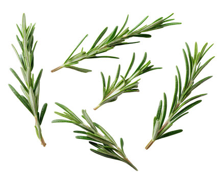 Five sprigs of fresh green rosemary on a transparent background