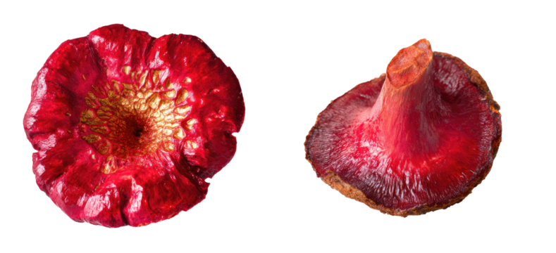 Two red flower parts, one from top, one side