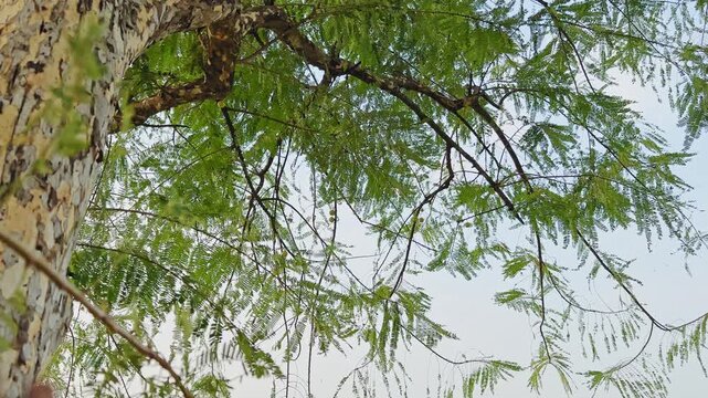 Upward view of Phyllanthus emblica branches covered with fresh green leaves, set against a clear bright sky, showing the tree&rsquo;s natural texture, soft light, and airy open canopy from below.