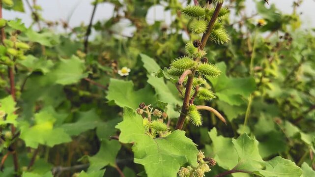 Crane-up shot of Common Cocklebur (Xanthium strumarium) showing its spiny burrs, rough stems, and broad leaves surrounded by dense wild greenery under natural daylight in a rural field.