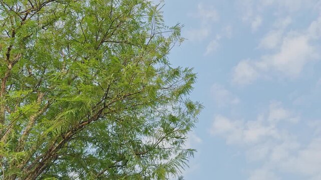 Wide view of Phyllanthus emblica showing its airy green foliage rising against a bright sky with scattered clouds, capturing the tree&rsquo;s delicate leaves, branching structure, and natural lighting