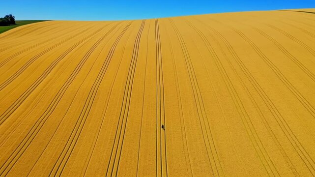 Aerial view of a vast, golden field with parallel lines and a solitary figure. The sun bathes the landscape