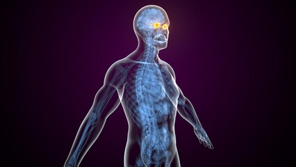 Yellow colour male eyes anatomy. 3d render