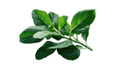 Fresh green leafy plant sprig against a transparent background