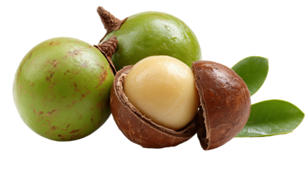 Close up of macadamia nuts in their husks with leaves
