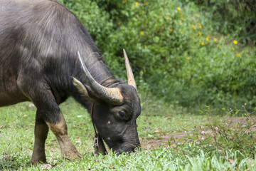 Large domestic water buffalo with big horns grazing peacefully on green grass in field. This calm...