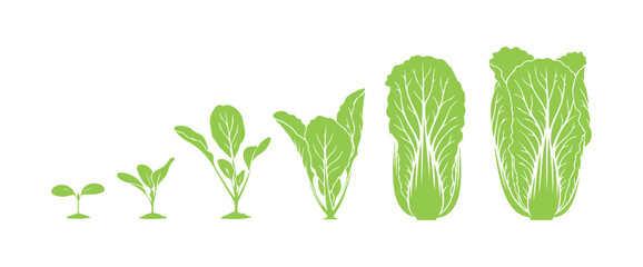 Chinese cabbage. Growing cycle. Harvest progression.
Vector illustration