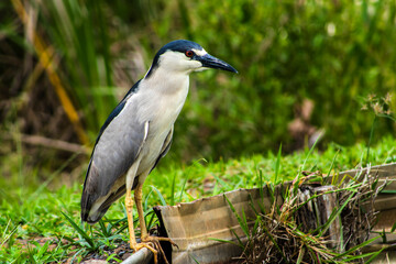 A Black-crowned Night-Heron (Nycticorax nycticorax) stands on a grassy bank. This nocturnal bird, with its striking black, white, and grey plumage, is a common sight in wetlands worldwide.