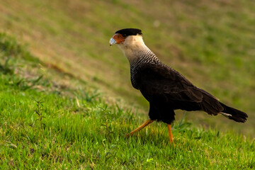 Fototapeta premium A Southern Crested Caracara (Caracara plancus) walks across a vibrant green, grassy field. This adaptable South American bird of prey is captured in profile, showcasing its distinct features.