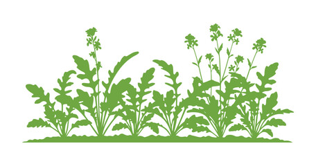 Fototapeta premium Arugula leaves are growing in the veggie garden. Vector illustration
