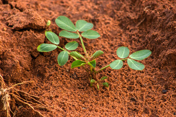 A young peanut plant (Arachis hypogaea) seedling sprouting from the rich red earth. A crucial stage for this unique geocarpic crop, vital for agriculture and the global food industry.