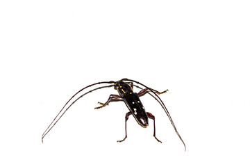 Stunning macro of Ambonus interrogationis, the 