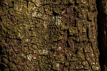 Closeup of a weathered wood texture. The golden sunlight enhances the deep grooves and natural grain patterns, creating a rustic and abstract background with rich brown and yellow tones.