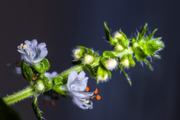 Macro shot of a sweet basil (Ocimum basilicum) inflorescence. Detailed view of the delicate white flower, vibrant orange anthers, and hairy stem, isolated on a dark background.
