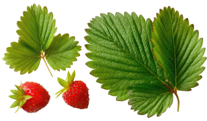 Two red berries nestled among vibrant green leaves