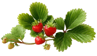 Three ripe red strawberries on a vine with green leaves