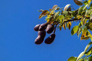 Jatoba fruits, Hymenaea courbaril, in selective focus. Typical brazilian fruits on the park in...