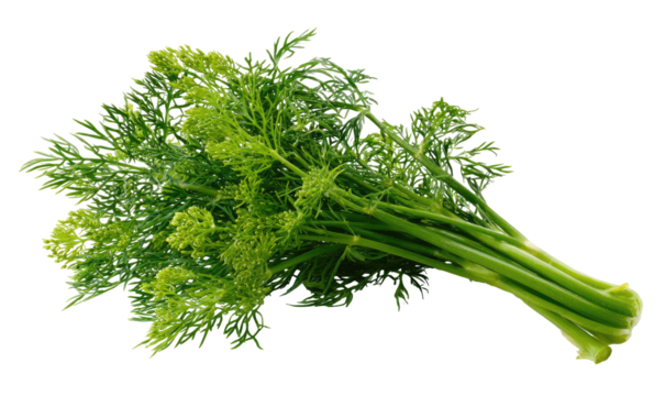 Fresh green dill herb with delicate feathery leaves and stems