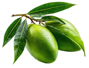 Two unripe green mangoes with leaves on a branch