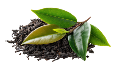 Fresh tea leaves atop a pile of dried tea leaves
