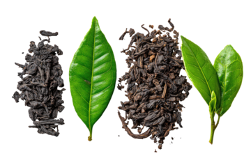 Two piles of dried tea leaves with fresh green leaves