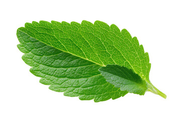 Obraz premium Single bright green leaf with intricate veining on a black background