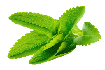 Fresh green herb leaves, vibrant and healthy