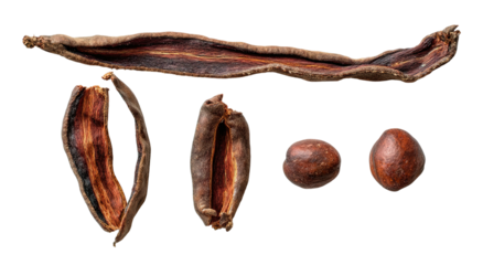 Dried seed pods and nuts against black background