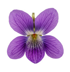 Fototapeta premium Violet flower transparent background cutout png