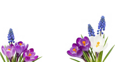 Beautiful spring arrangement of colorful purple and white crocus flowers with blue muscari, isolated on transparent background