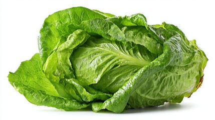 Fototapeta premium Fresh romaine lettuce with vibrant green leaves on a white background.