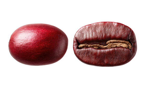 Two dark red roasted coffee beans, one whole and one split revealing inner texture