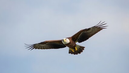 Fototapeta premium unclosed. Eagle in flight against a sky background with its wings spread wide. wildlife magazines, conservation campaigns, designed for eco-tourism storytelling, used by financial analysts.