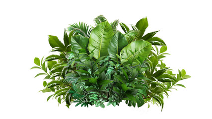 A lush jungle fern cluster, isolated on transparent background . Green leaves of tropical plants bush .Monstera, palm, rubber plant, pine, floral arrangement indoors garden nature backdrop isolated